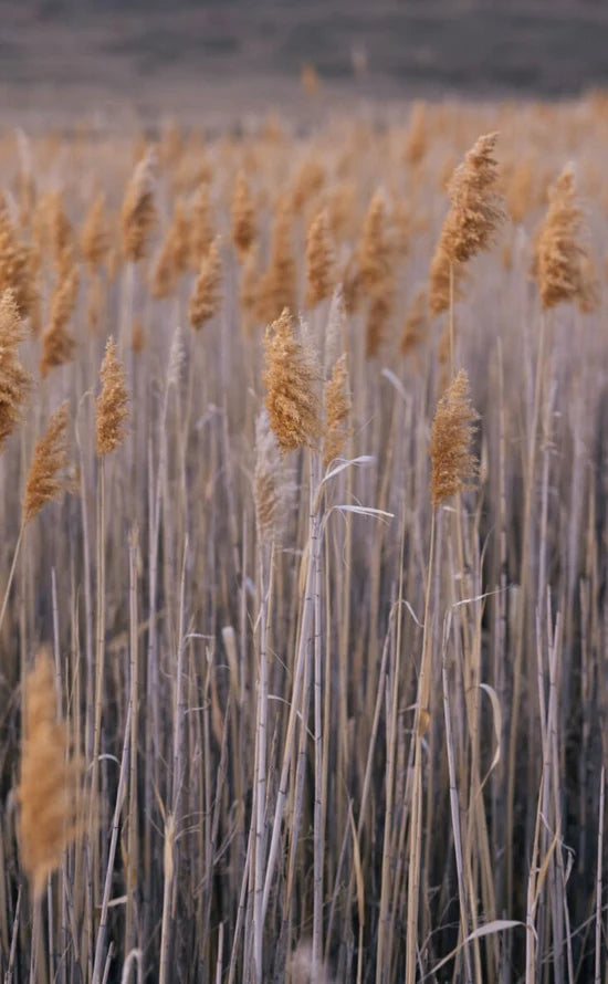 Sostenido de manera responsable.